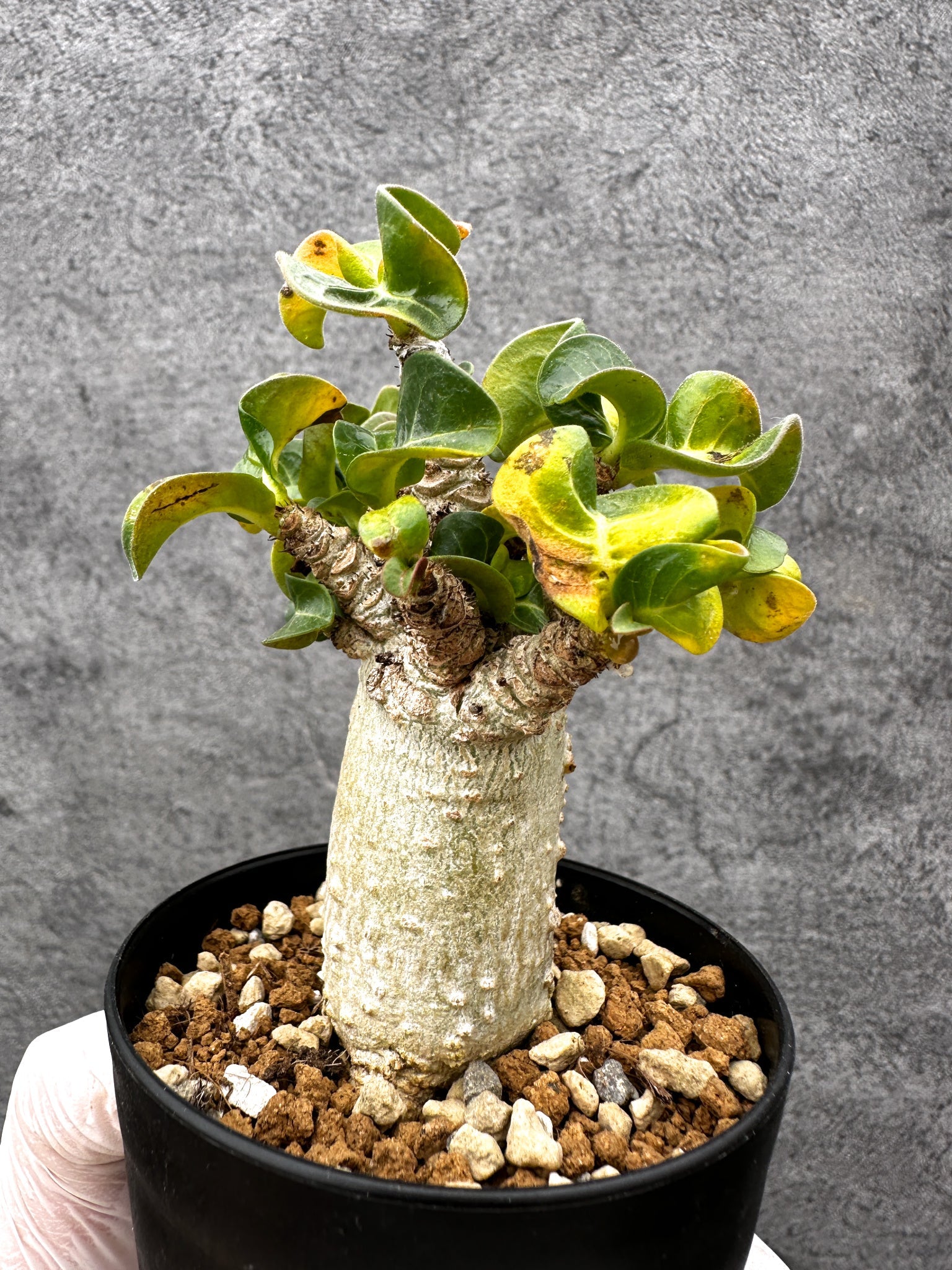 アデニウム　葉巻(獅子葉) アデニウム・獅子葉 葉巻き 実生【C59】 Adenium DHA 塊根植物