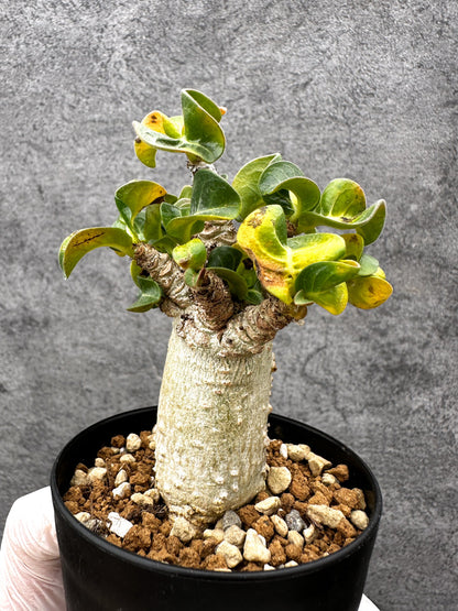 【現品限り】アデニウム・獅子葉 葉巻き 実生【C59】 Adenium DHA