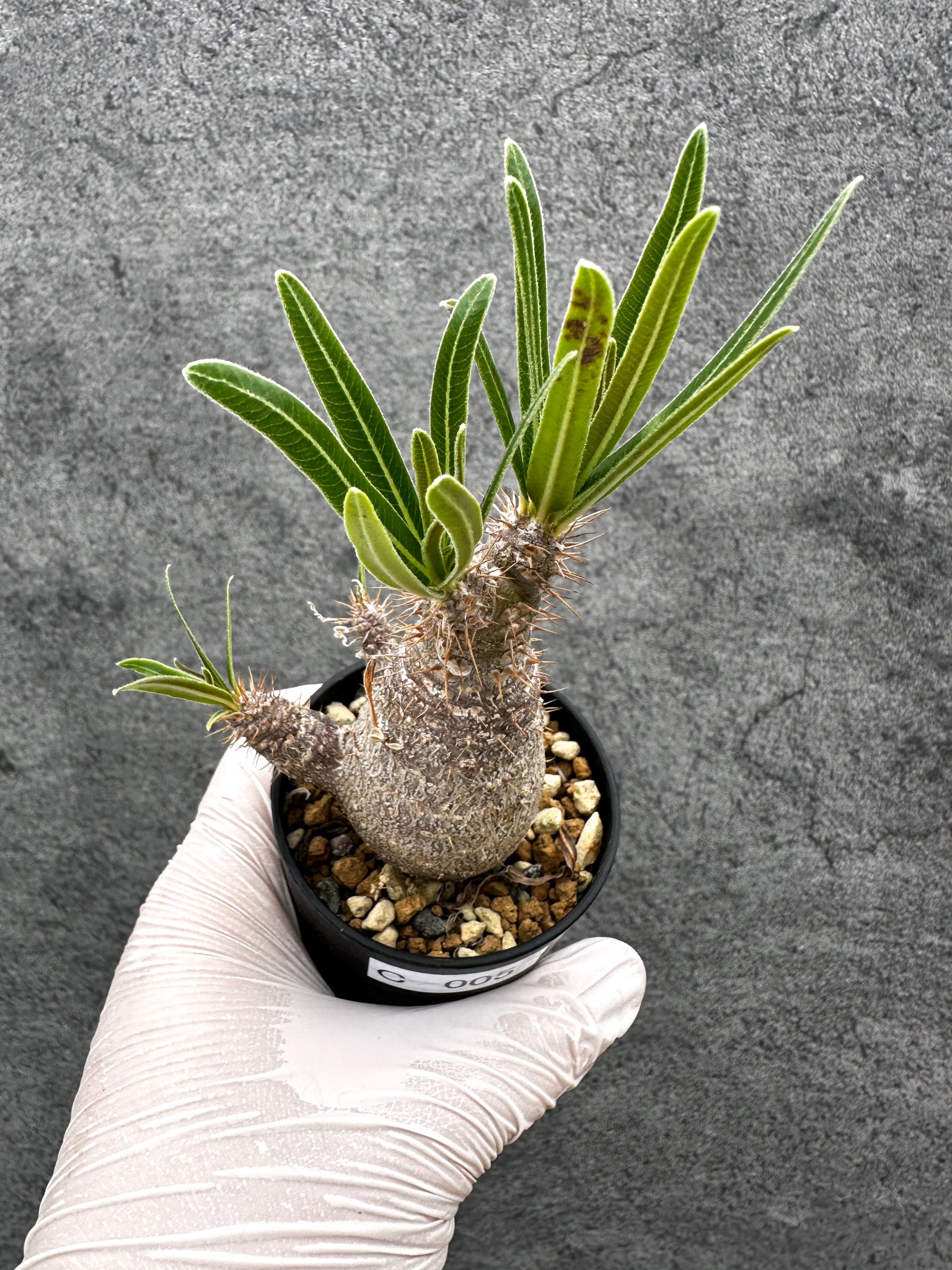 新着の植物 – Page 8 – プラントブラザーズ