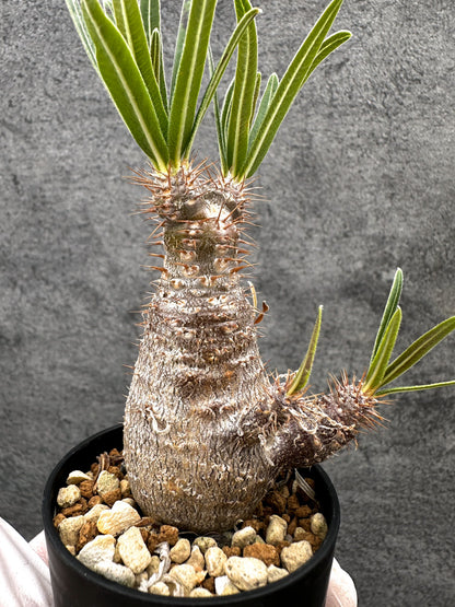 【現品限り】パキポディウム・グラキリス 実生【C5】 Pachypodium gracilius
