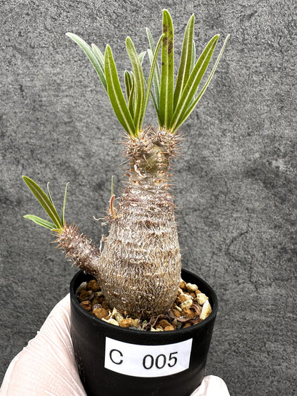 【現品限り】パキポディウム・グラキリス 実生【C5】 Pachypodium gracilius