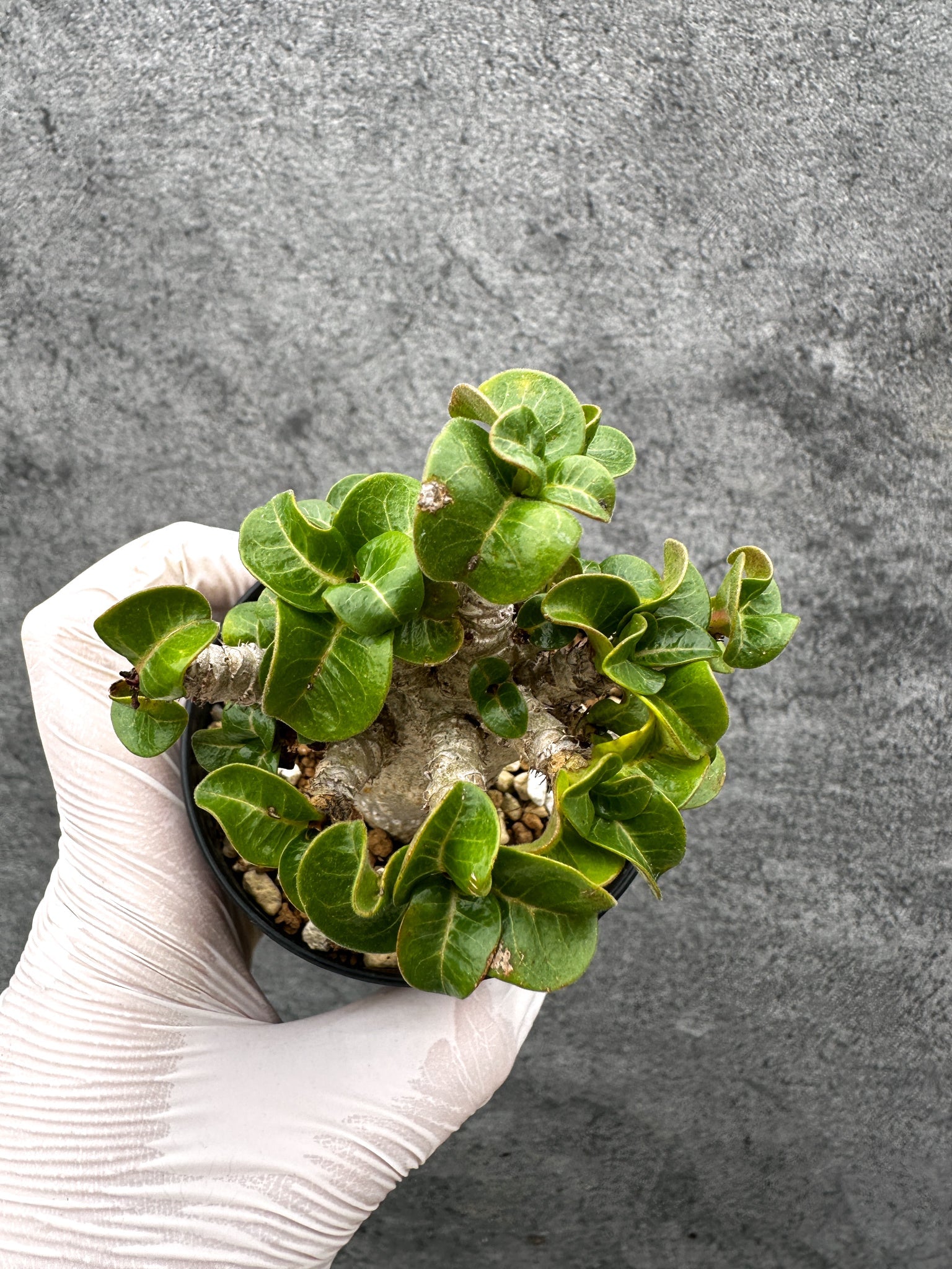 アデニウム　葉巻(獅子葉) アデニウム・獅子葉 葉巻き 実生【C60】 Adenium DHA 塊根植物