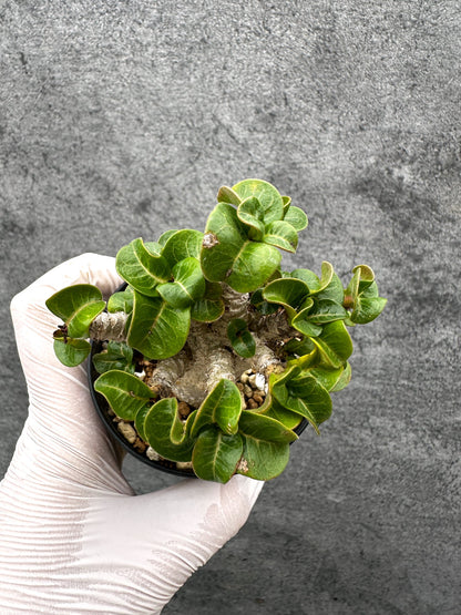 【現品限り】アデニウム・獅子葉 葉巻き 実生【C60】 Adenium DHA