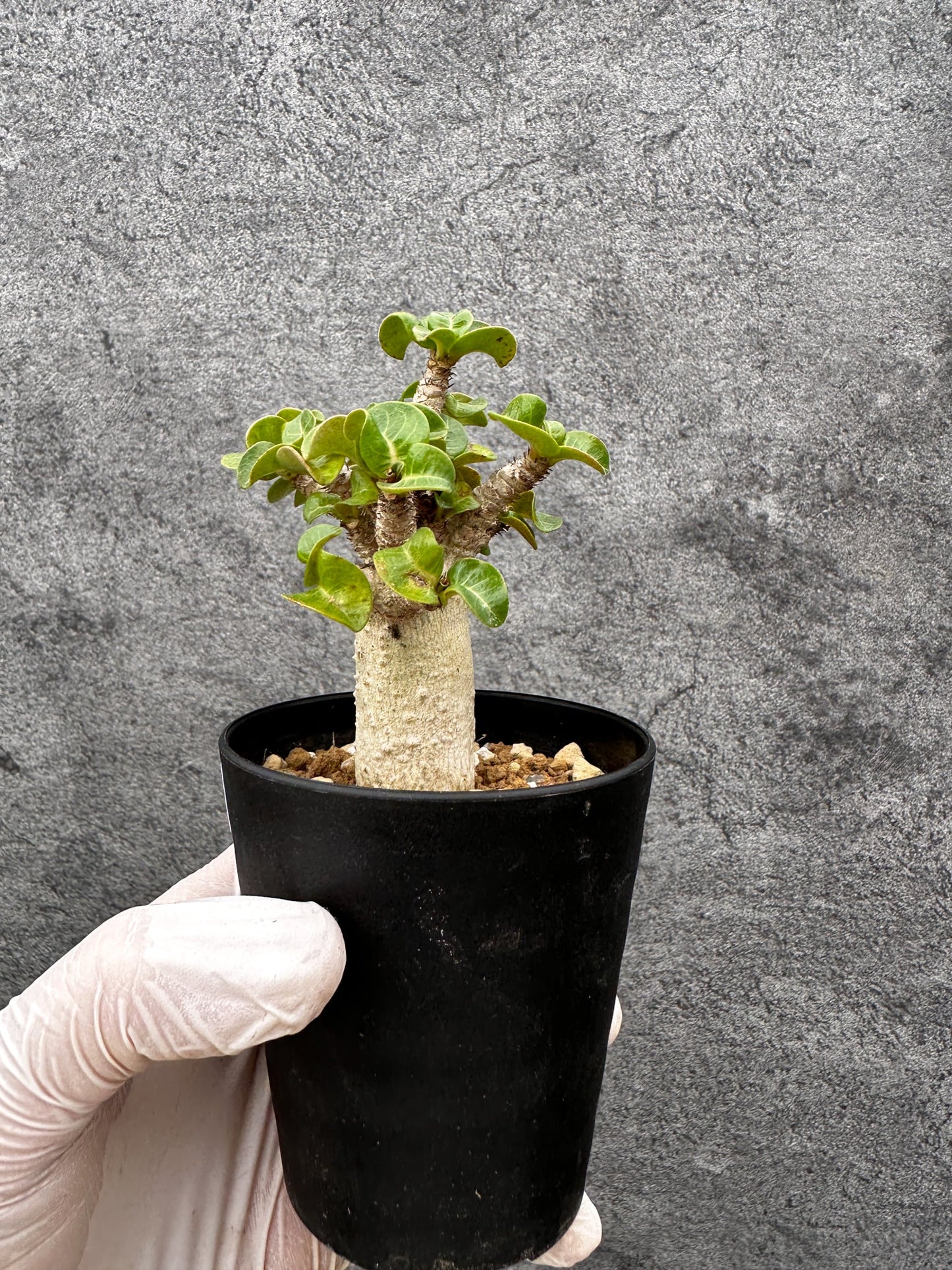 【現品限り】アデニウム・獅子葉 葉巻き 実生【C60】 Adenium DHA