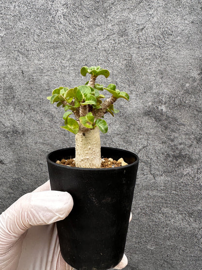 【現品限り】アデニウム・獅子葉 葉巻き 実生【C60】 Adenium DHA