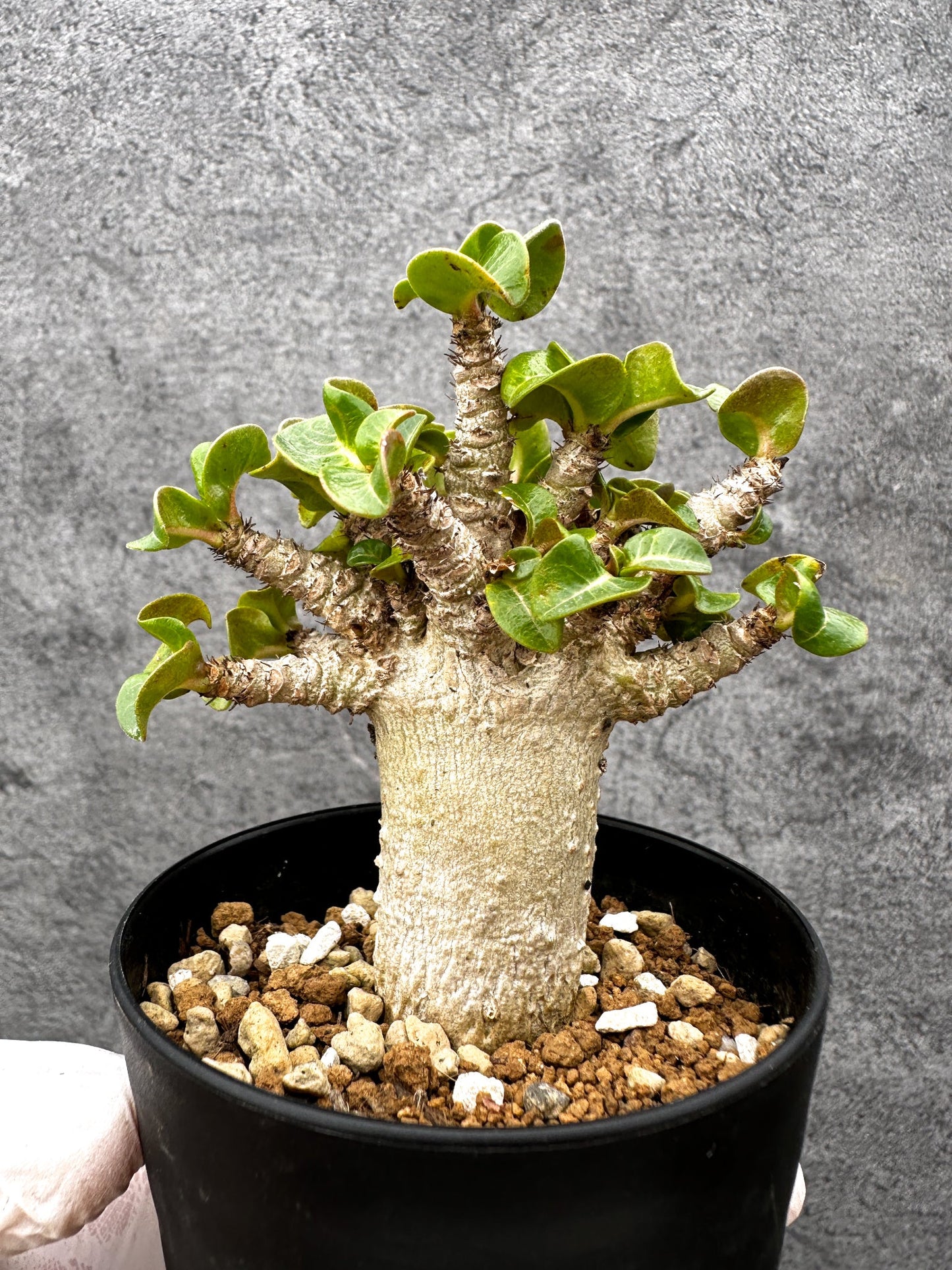 【現品限り】アデニウム・獅子葉 葉巻き 実生【C60】 Adenium DHA
