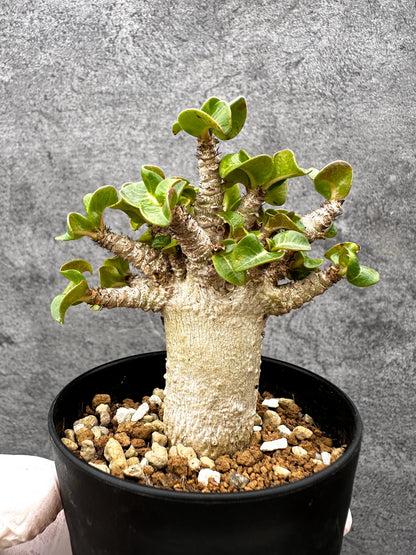 【現品限り】アデニウム・獅子葉 葉巻き 実生【C60】 Adenium DHA