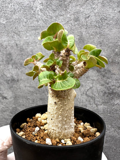 【現品限り】アデニウム・獅子葉 葉巻き 実生【C60】 Adenium DHA