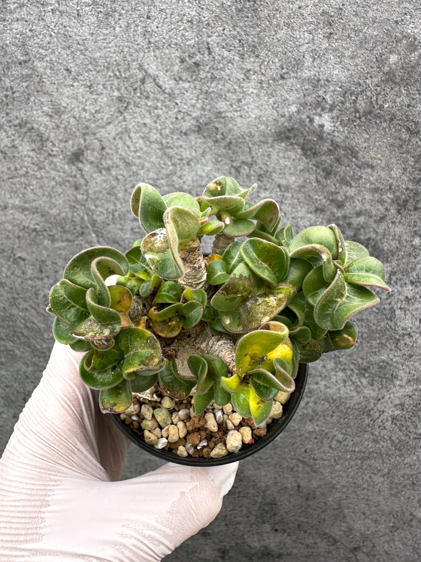 【現品限り】アデニウム・獅子葉 葉巻き 実生【C61】 Adenium DHA
