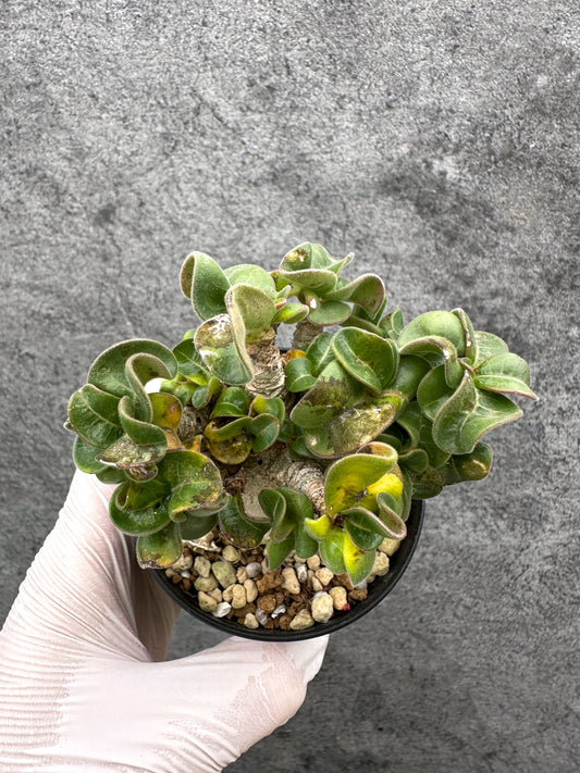 【現品限り】アデニウム・獅子葉 葉巻き 実生【C61】 Adenium DHA