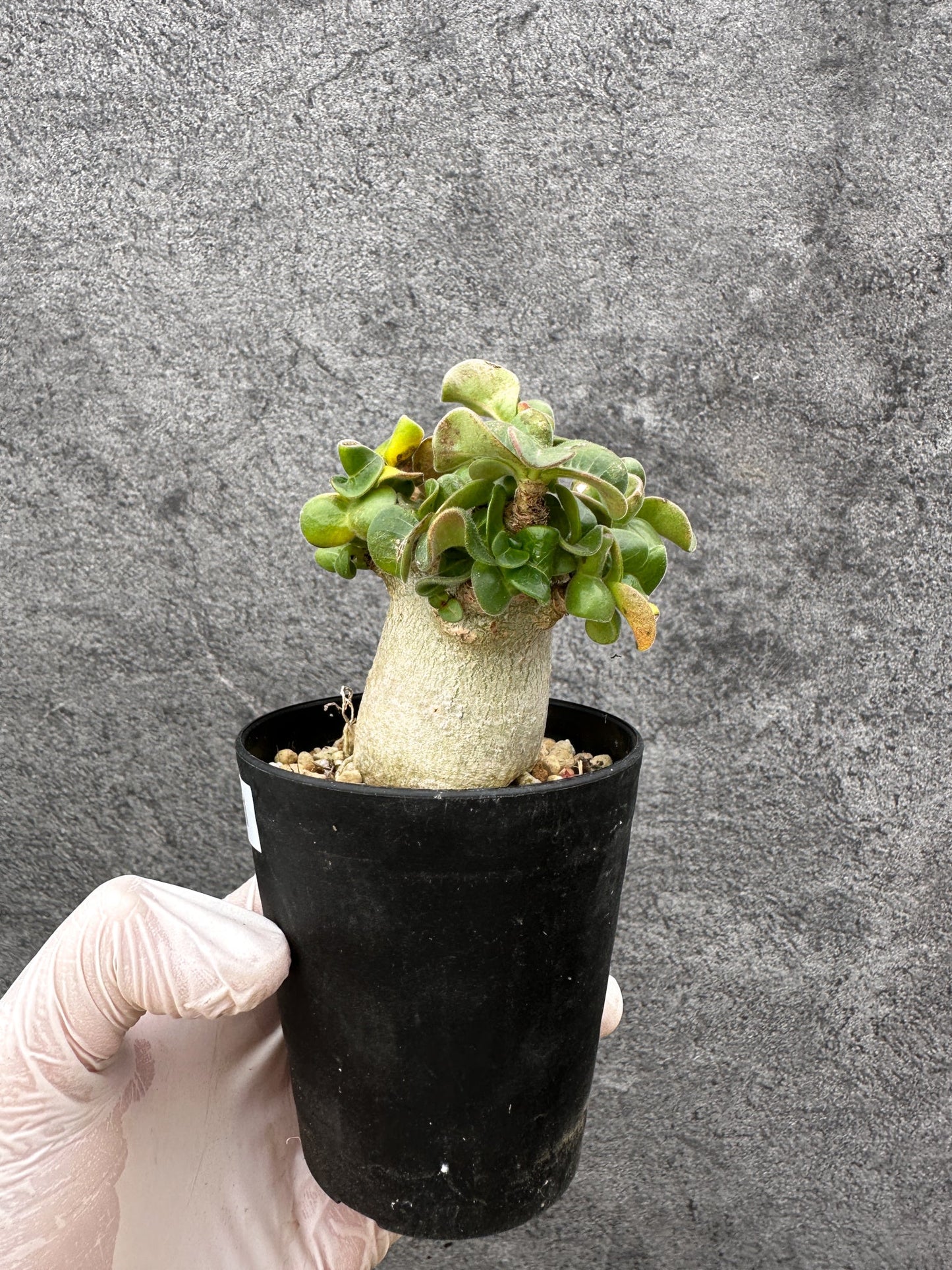【現品限り】アデニウム・獅子葉 葉巻き 実生【C61】 Adenium DHA