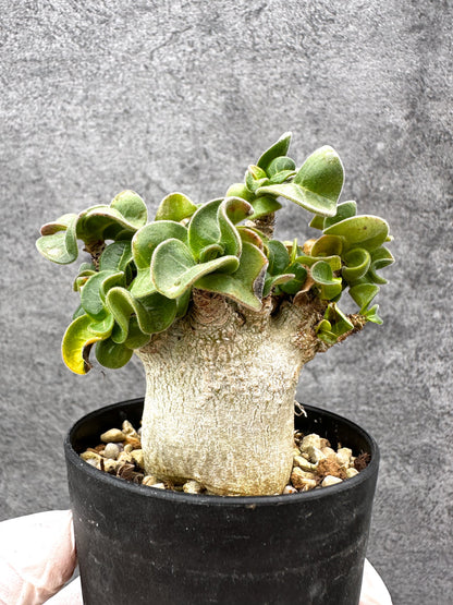 【現品限り】アデニウム・獅子葉 葉巻き 実生【C61】 Adenium DHA