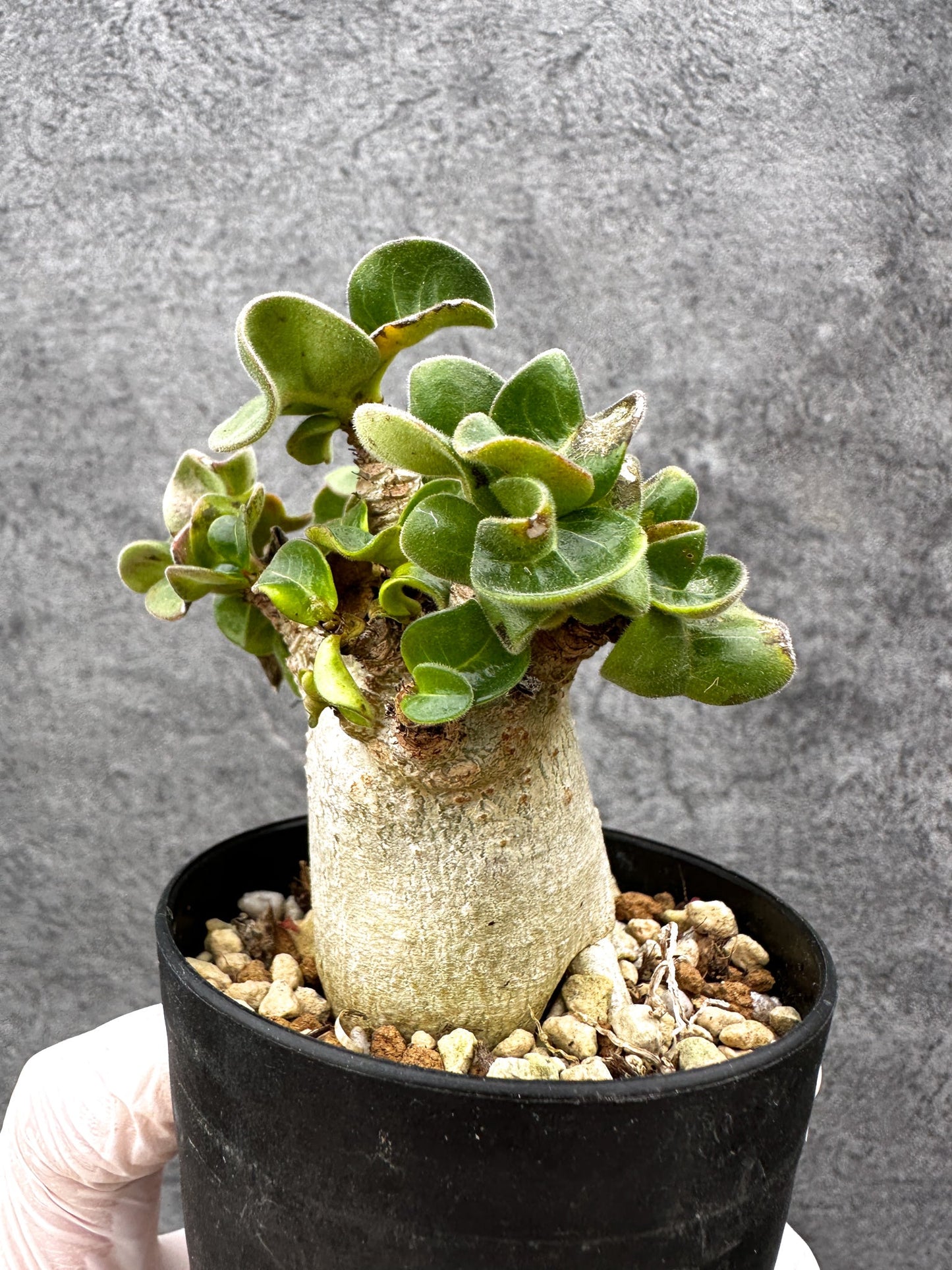 【現品限り】アデニウム・獅子葉 葉巻き 実生【C61】 Adenium DHA