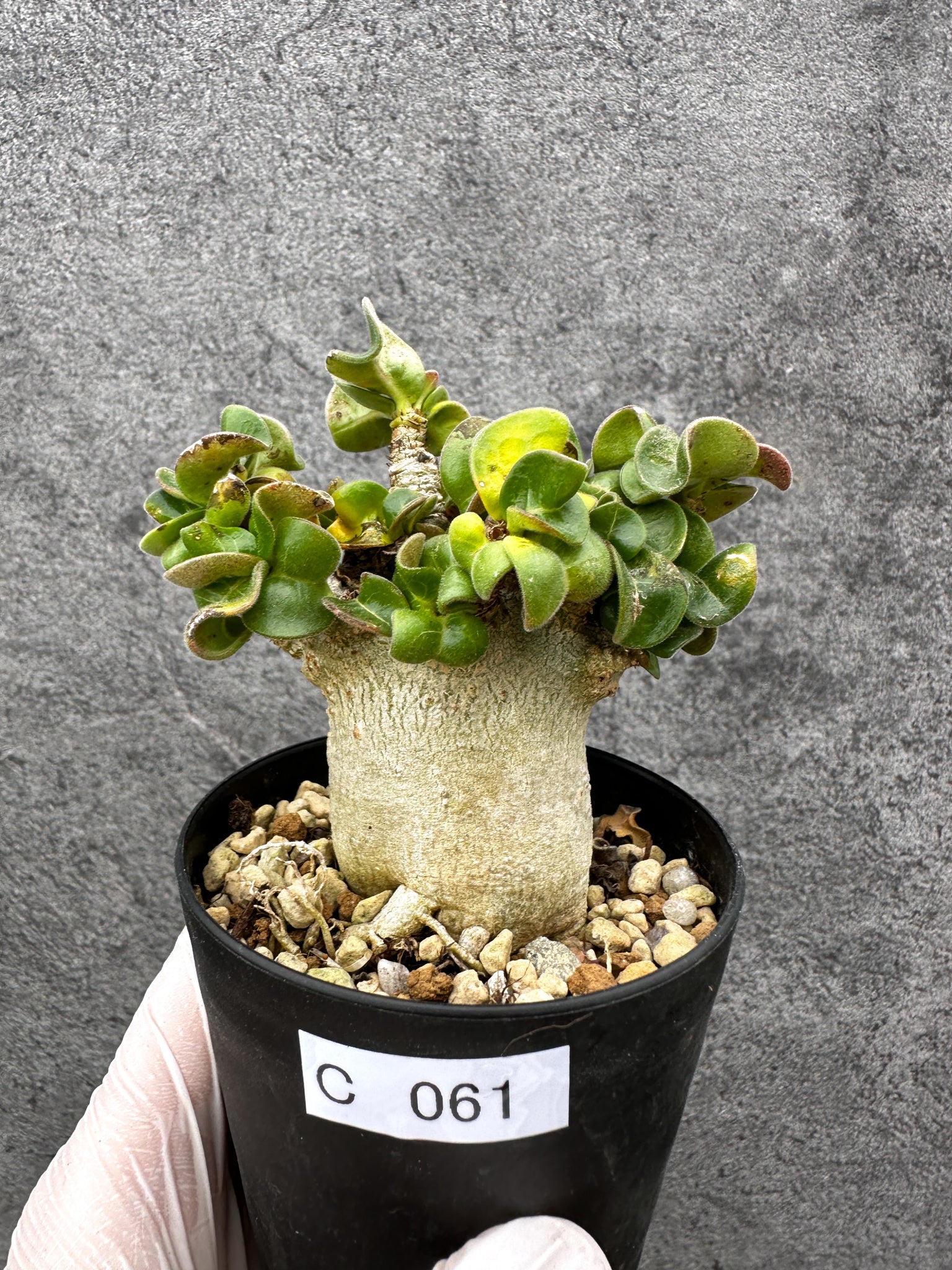 アデニウム・獅子葉 葉巻き 実生【C61】 Adenium DHA 塊根植物