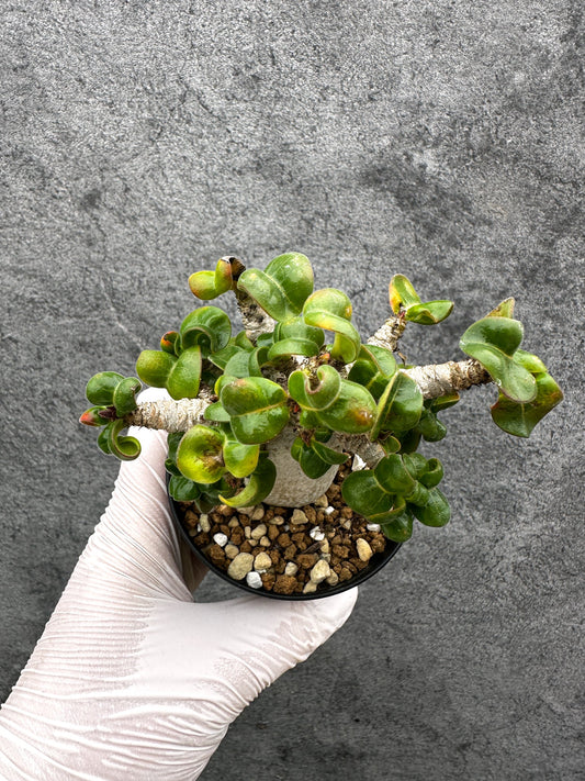 【現品限り】アデニウム・獅子葉 葉巻き 実生【C62】 Adenium DHA