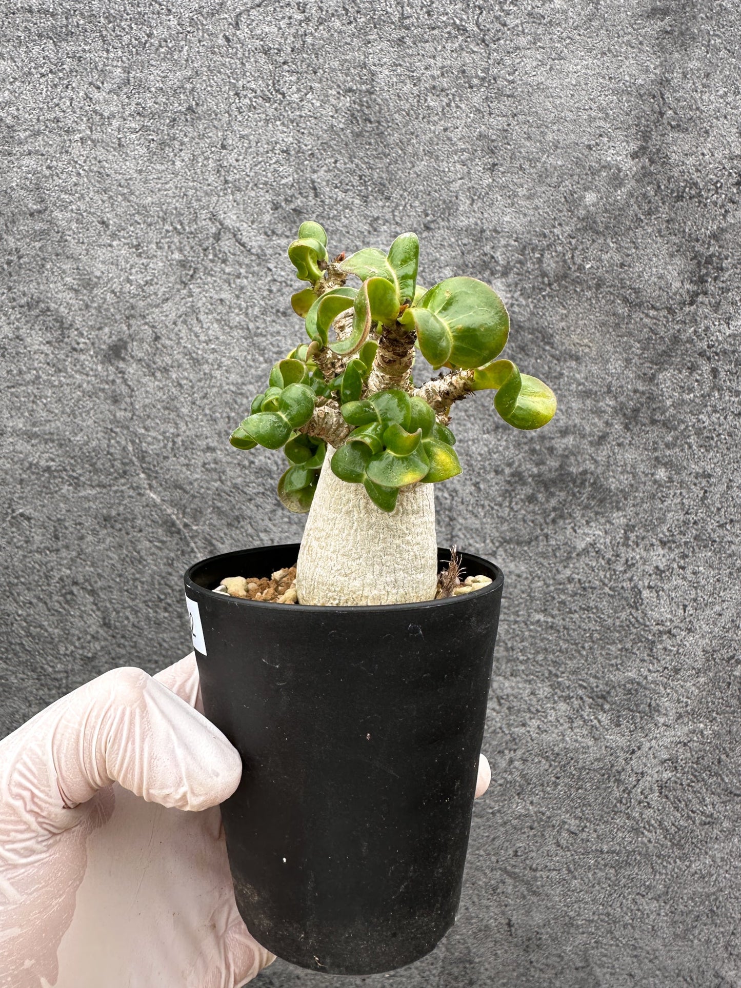 【現品限り】アデニウム・獅子葉 葉巻き 実生【C62】 Adenium DHA