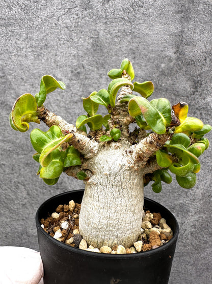 【現品限り】アデニウム・獅子葉 葉巻き 実生【C62】 Adenium DHA