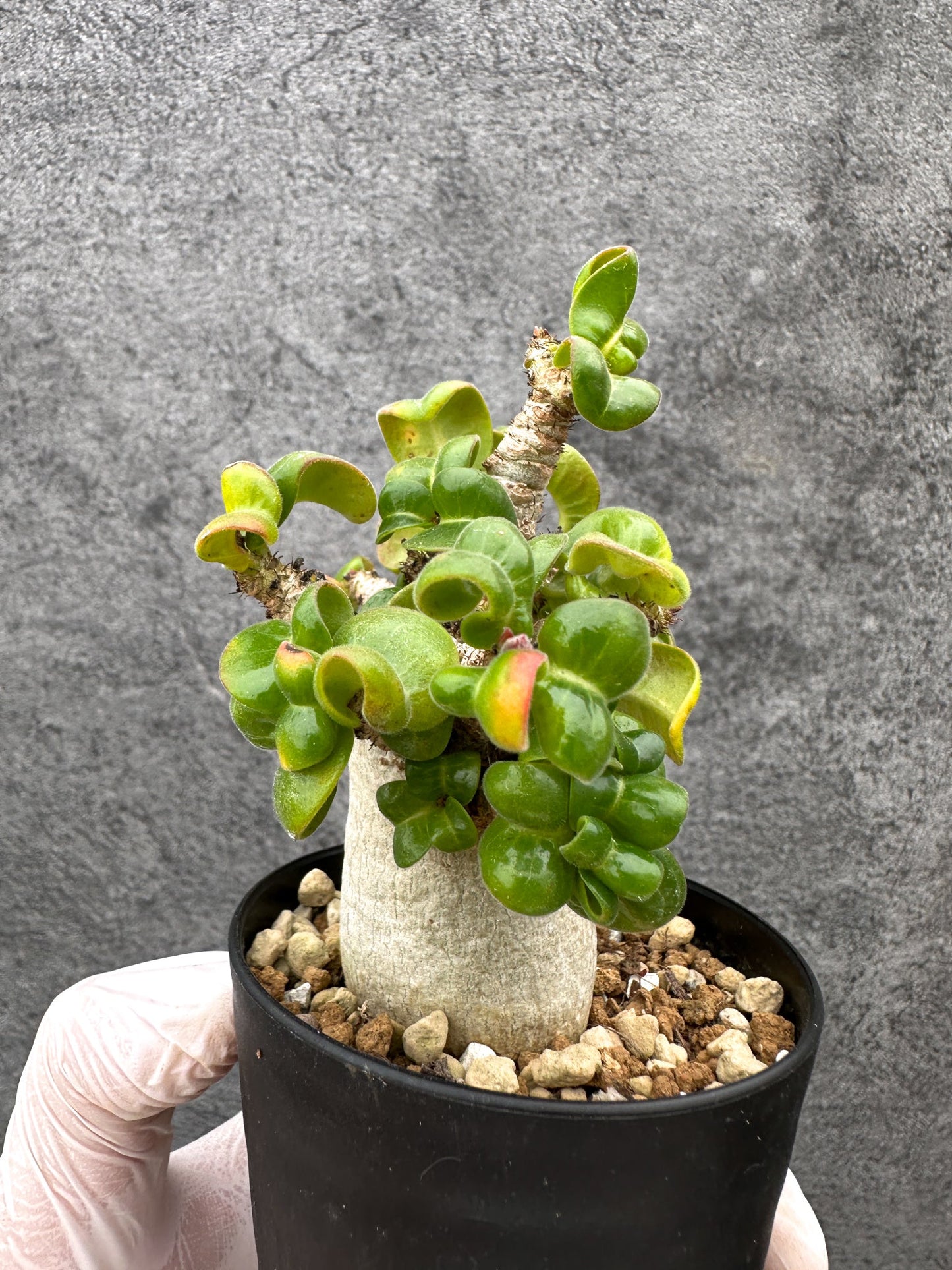 【現品限り】アデニウム・獅子葉 葉巻き 実生【C62】 Adenium DHA