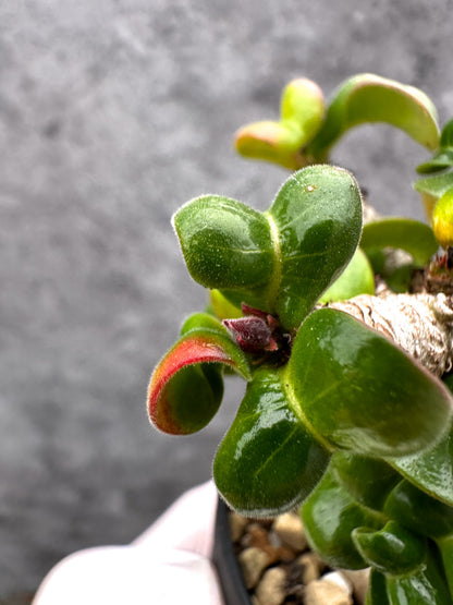 【現品限り】アデニウム・獅子葉 葉巻き 実生【C62】 Adenium DHA