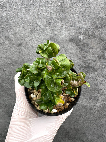 【現品限り】アデニウム・獅子葉 葉巻き 実生【C63】 Adenium DHA