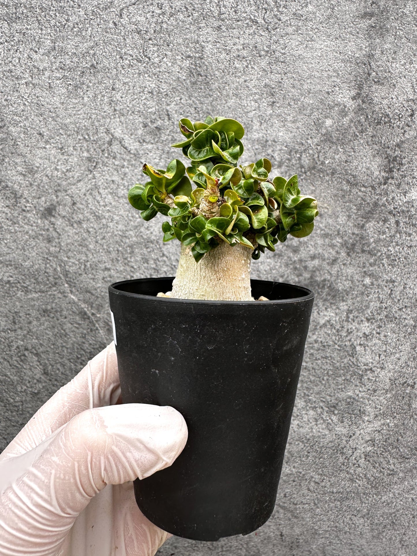 【現品限り】アデニウム・獅子葉 葉巻き 実生【C63】 Adenium DHA