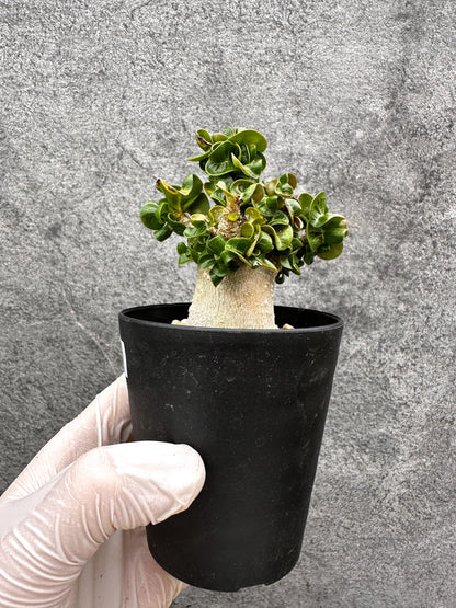 【現品限り】アデニウム・獅子葉 葉巻き 実生【C63】 Adenium DHA
