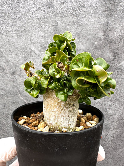 【現品限り】アデニウム・獅子葉 葉巻き 実生【C63】 Adenium DHA