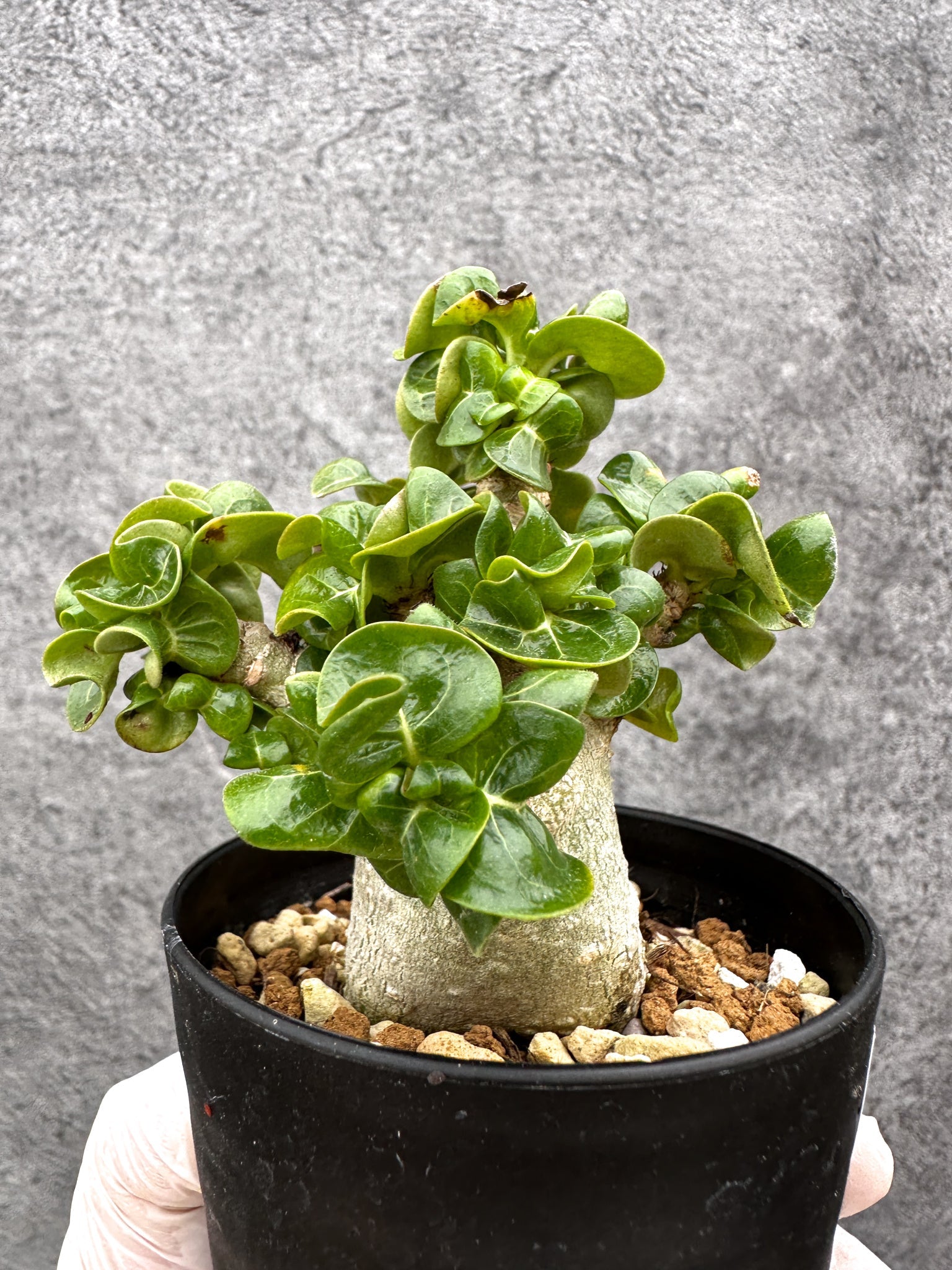 アデニウム・獅子葉 葉巻き 実生【C63】 Adenium DHA 塊根植物