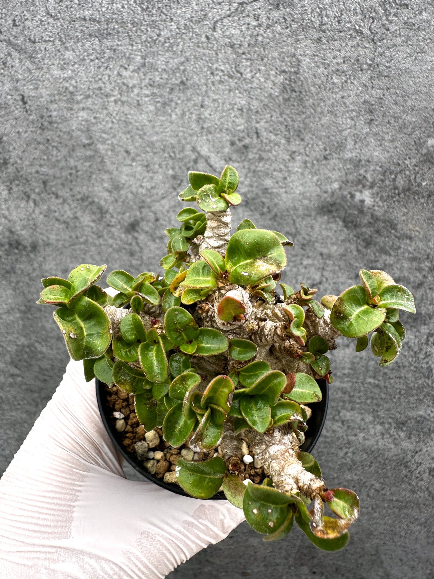 【現品限り】アデニウム・獅子葉 葉巻き 実生【C64】 Adenium DHA