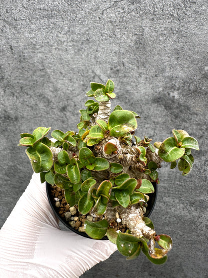 【現品限り】アデニウム・獅子葉 葉巻き 実生【C64】 Adenium DHA