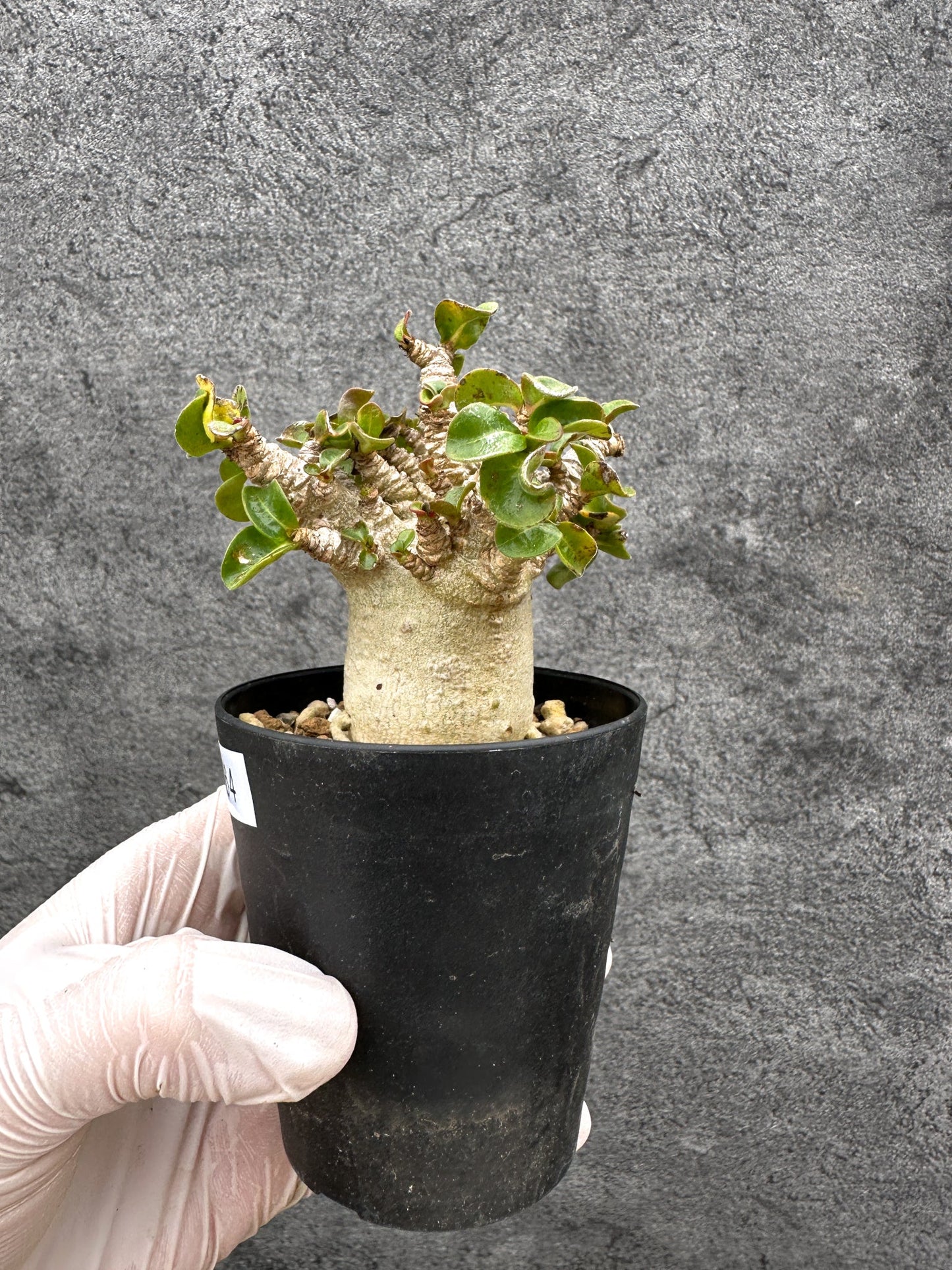 【現品限り】アデニウム・獅子葉 葉巻き 実生【C64】 Adenium DHA