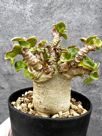 【現品限り】アデニウム・獅子葉 葉巻き 実生【C64】 Adenium DHA