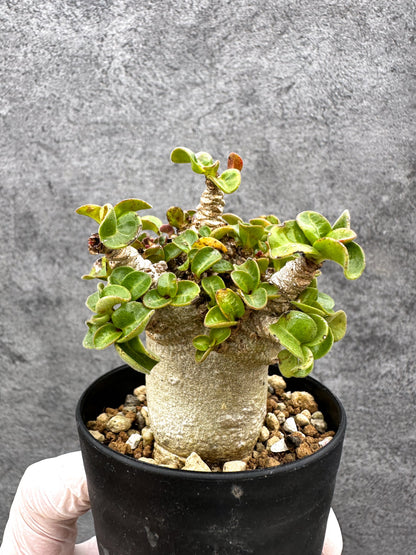 【現品限り】アデニウム・獅子葉 葉巻き 実生【C64】 Adenium DHA