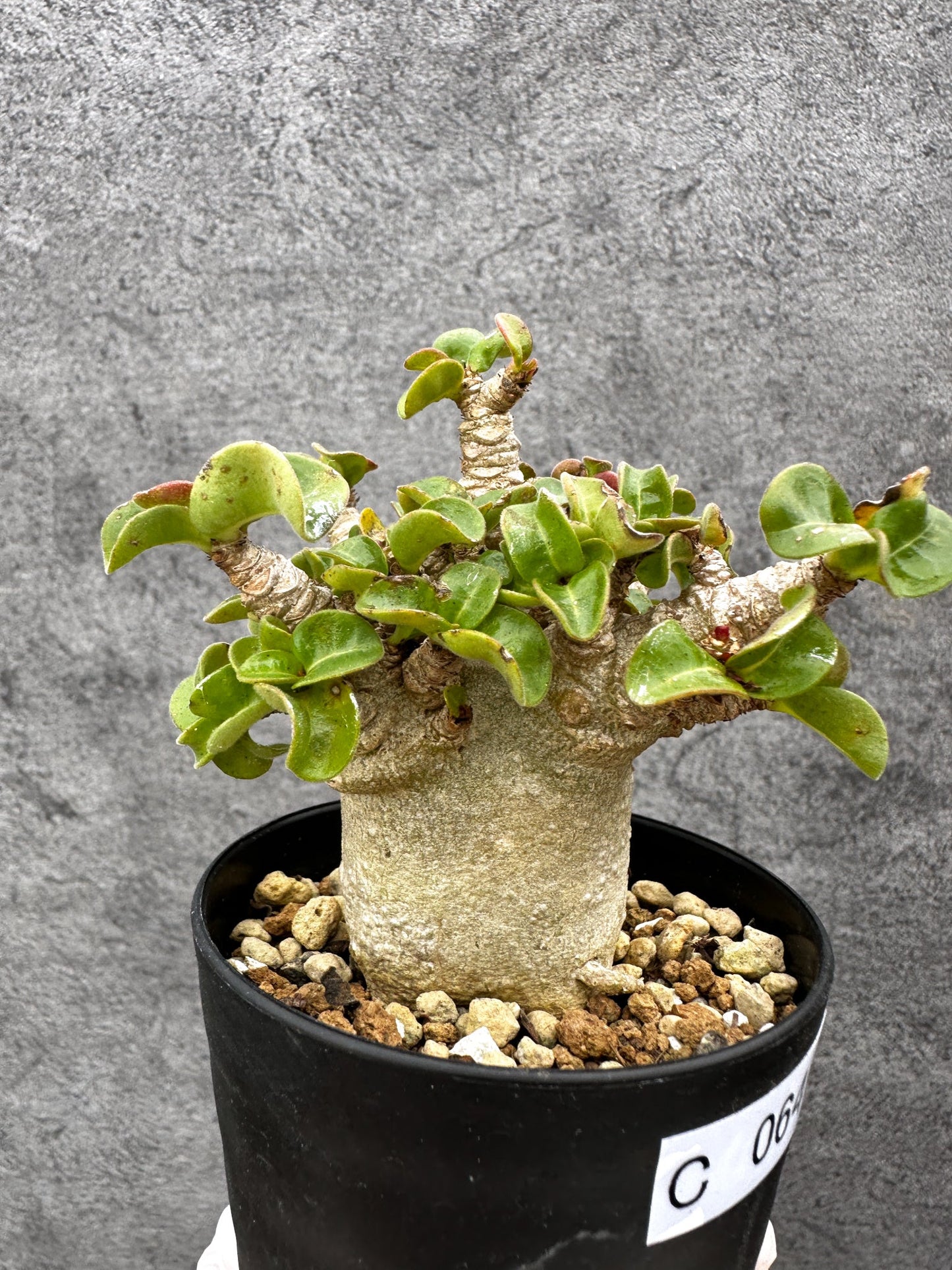 【現品限り】アデニウム・獅子葉 葉巻き 実生【C64】 Adenium DHA