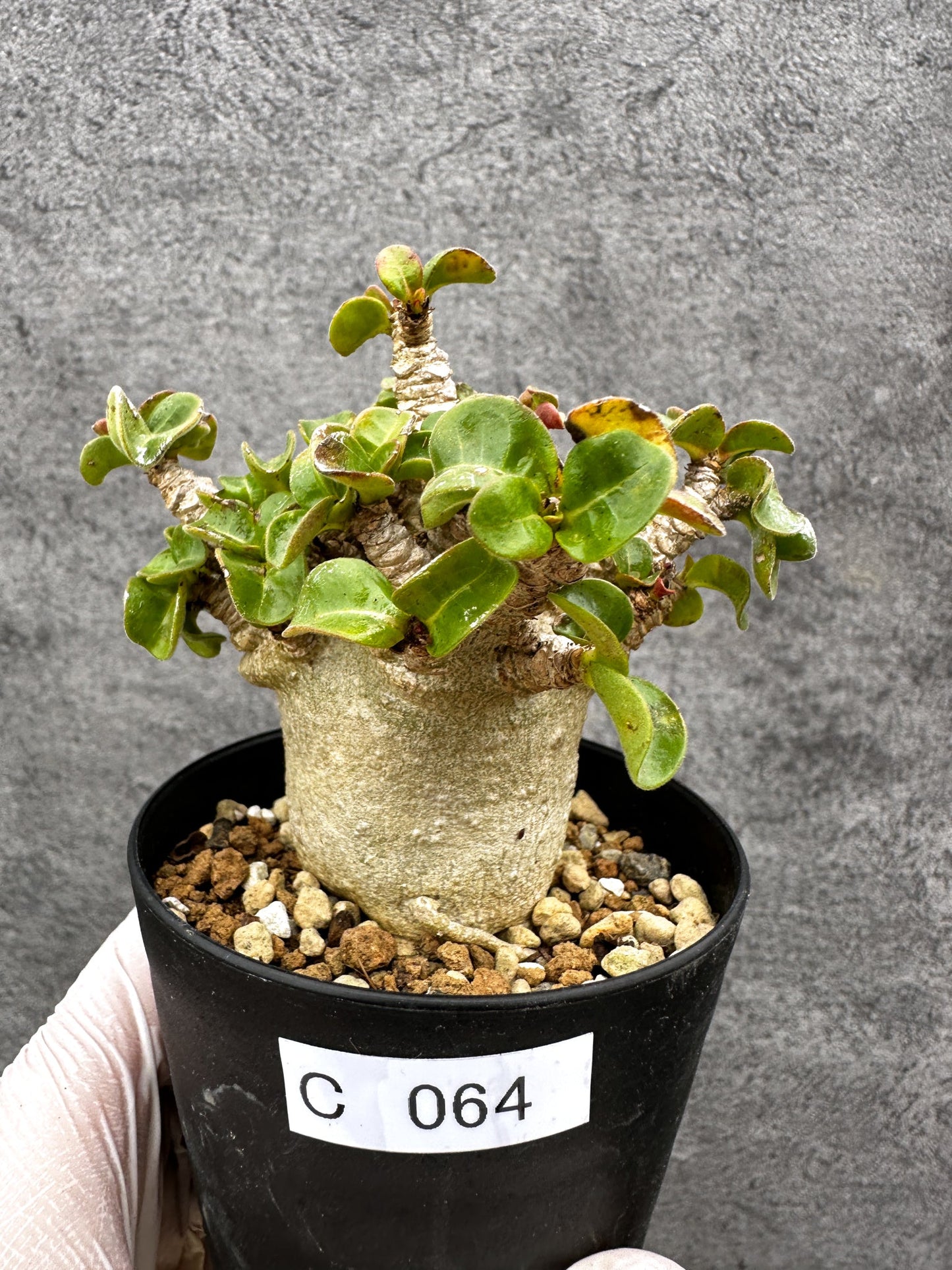 【現品限り】アデニウム・獅子葉 葉巻き 実生【C64】 Adenium DHA