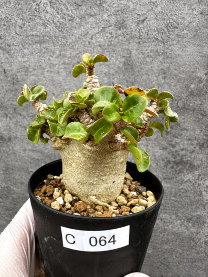 【現品限り】アデニウム・獅子葉 葉巻き 実生【C64】 Adenium DHA