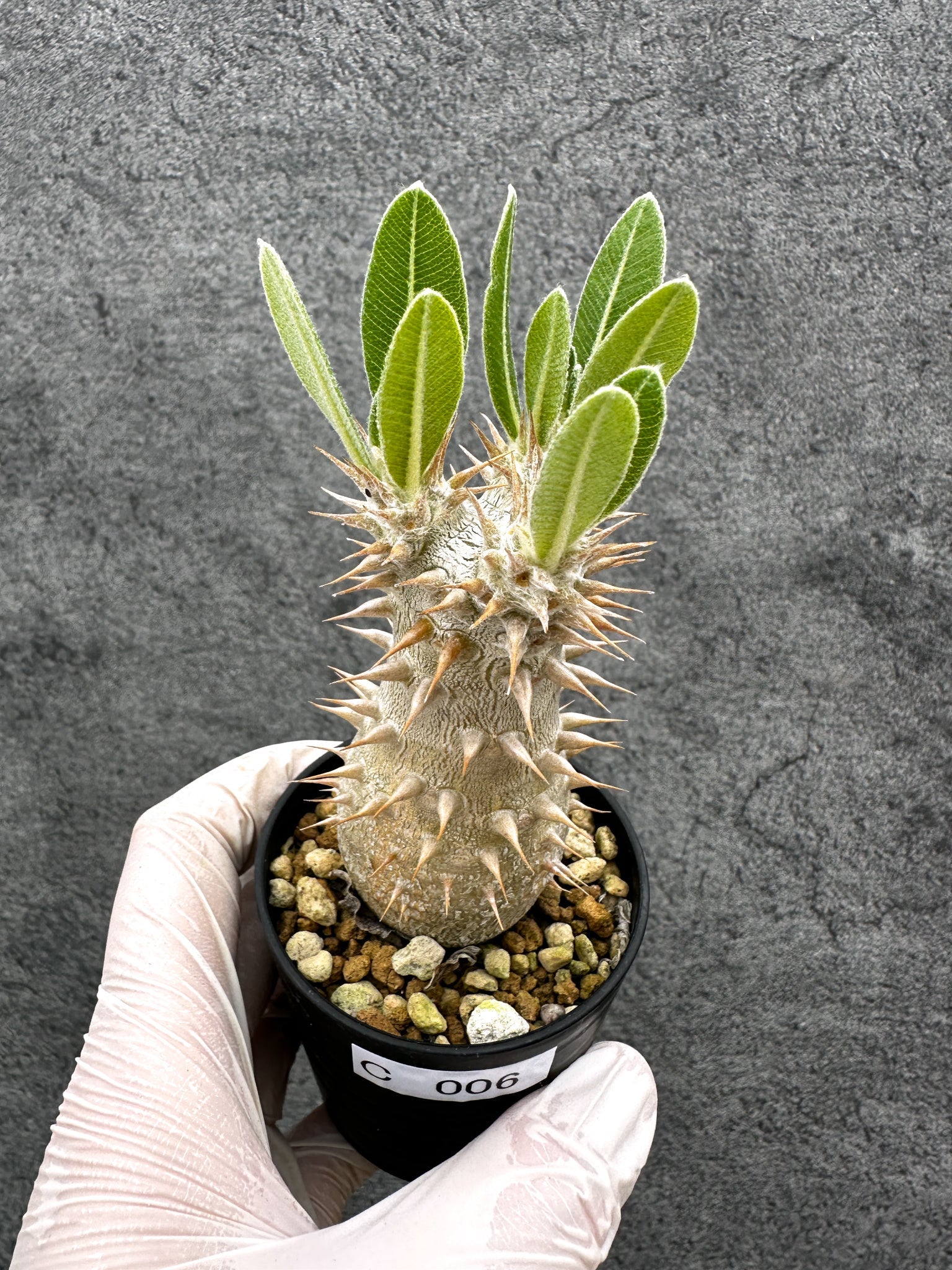 パキポディウム ホロンベンセ 塊根植物 国内実生実生 パキポディウム・ホロンベンセ 実生【C6】 Pachypodium horombense