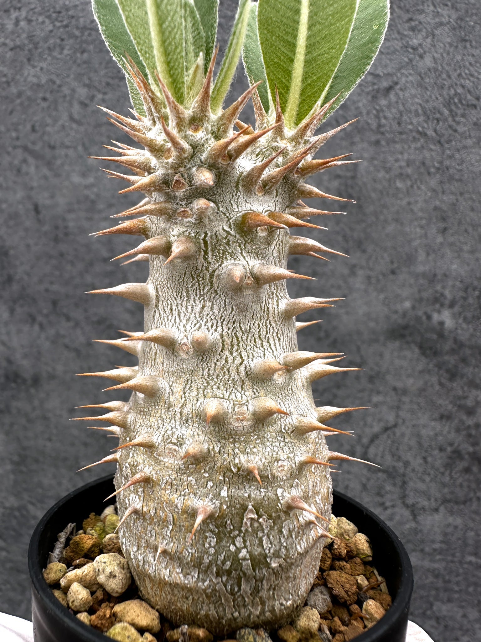 パキポディウム・ホロンベンセ 実生【C6】 Pachypodium horombense