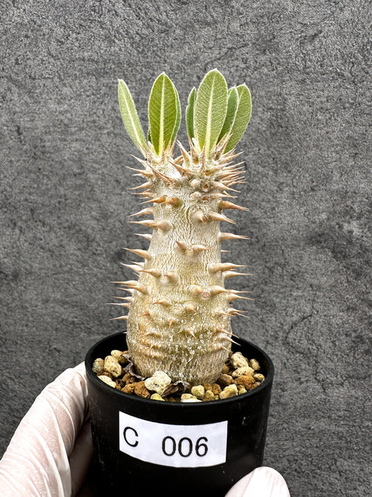 【現品限り】パキポディウム・ホロンベンセ 実生【C6】 Pachypodium horombense