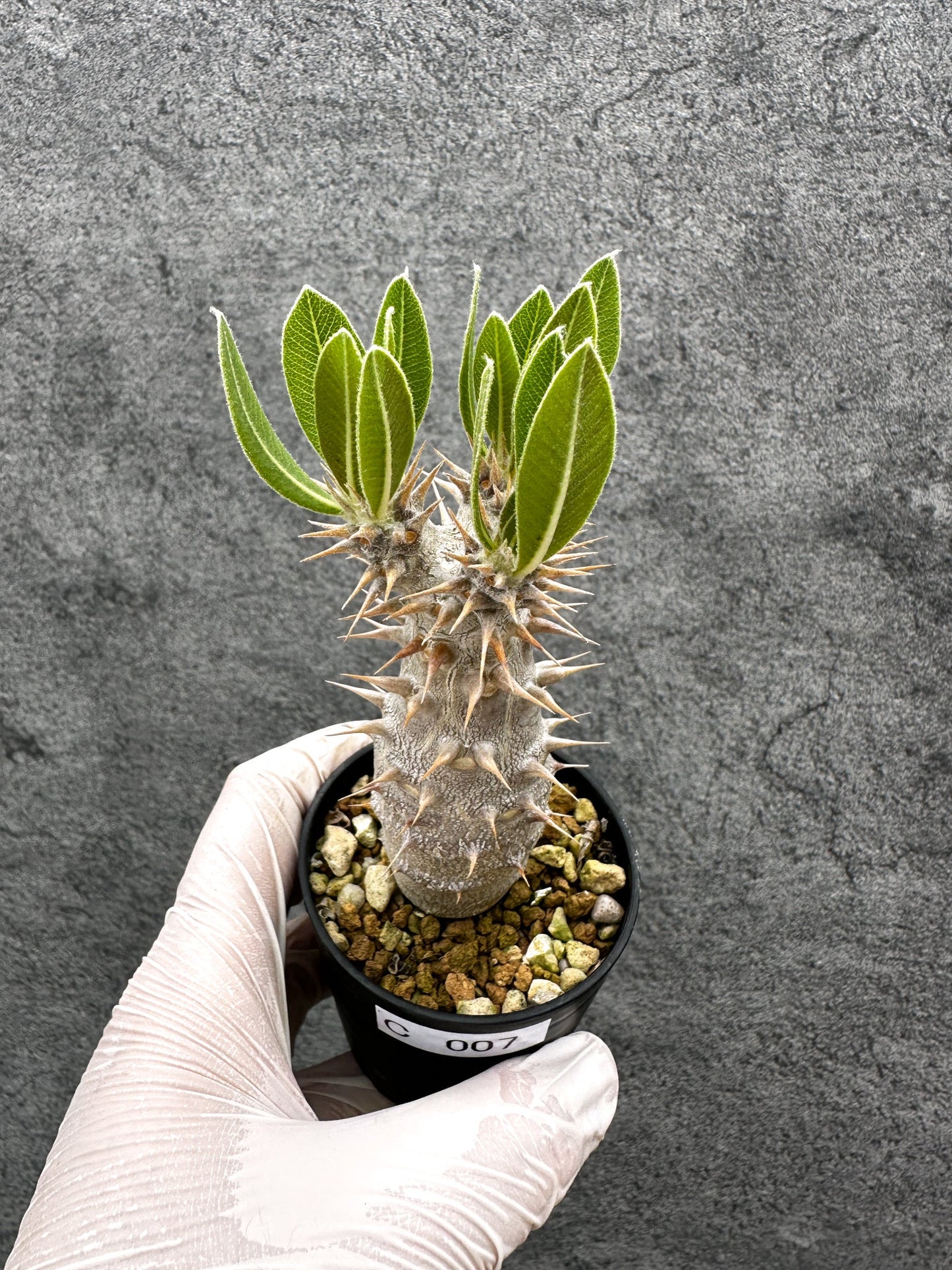 【現品限り】パキポディウム・ホロンベンセ 実生【C7】 Pachypodium horombense