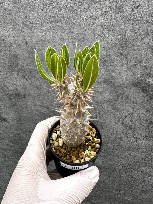 【現品限り】パキポディウム・ホロンベンセ 実生【C7】 Pachypodium horombense