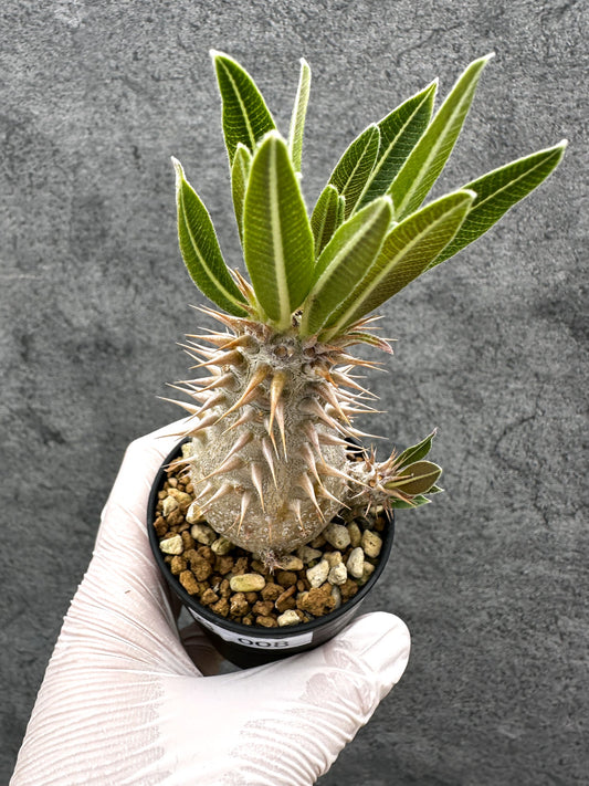 【現品限り】パキポディウム・ホロンベンセ 実生【C8】 Pachypodium horombense
