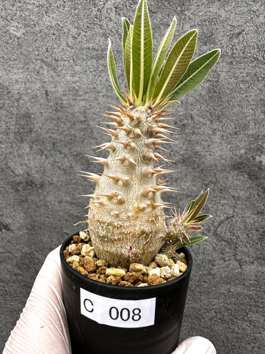 【現品限り】パキポディウム・ホロンベンセ 実生【C8】 Pachypodium horombense