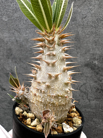 【現品限り】パキポディウム・ホロンベンセ 実生【C8】 Pachypodium horombense