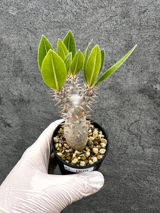 【現品限り】パキポディウム・ホロンベンセ 実生【C9】 Pachypodium horombense