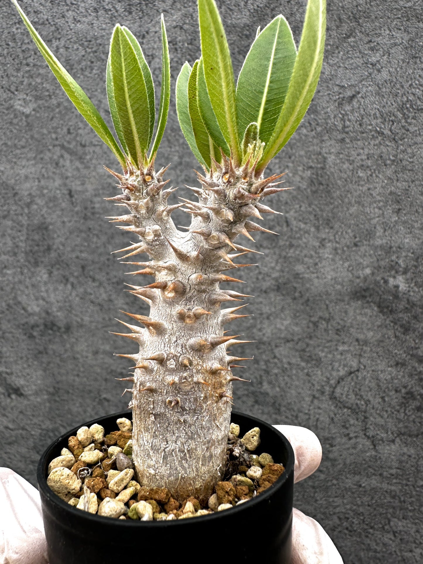 【現品限り】パキポディウム・ホロンベンセ 実生【C9】 Pachypodium horombense