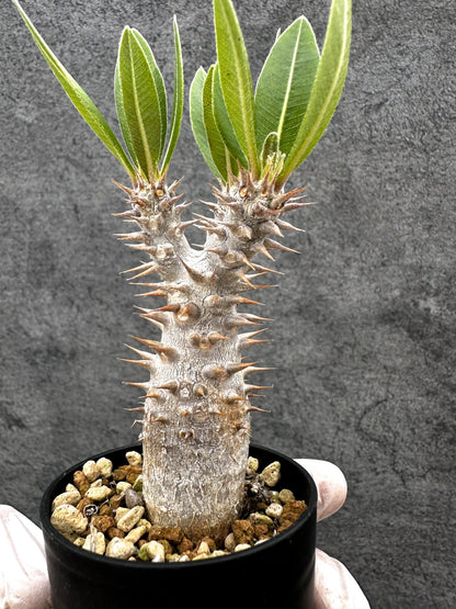 【現品限り】パキポディウム・ホロンベンセ 実生【C9】 Pachypodium horombense