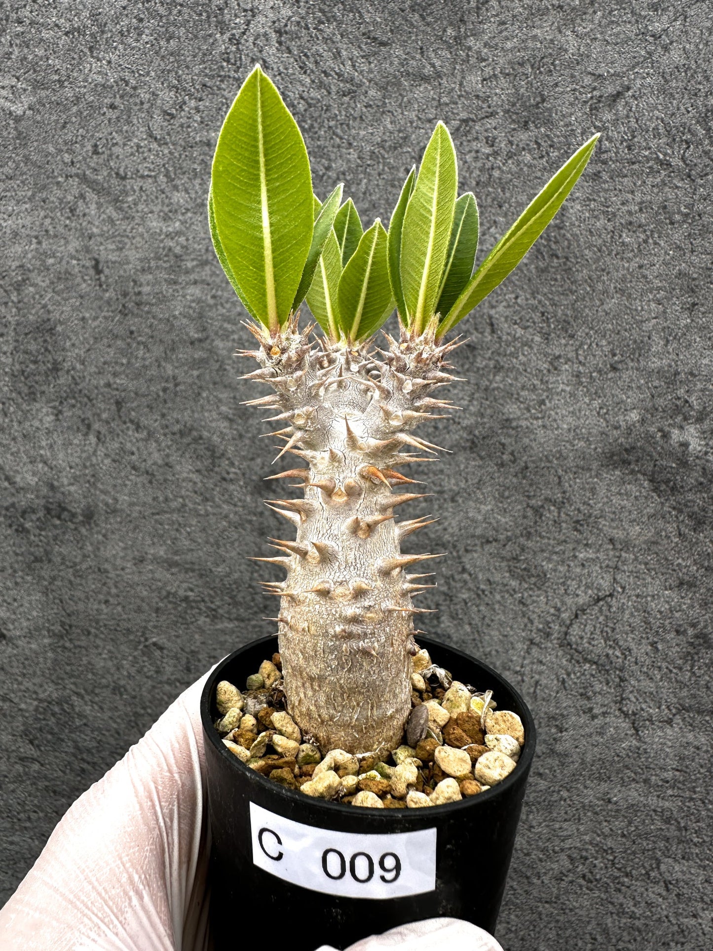 【現品限り】パキポディウム・ホロンベンセ 実生【C9】 Pachypodium horombense
