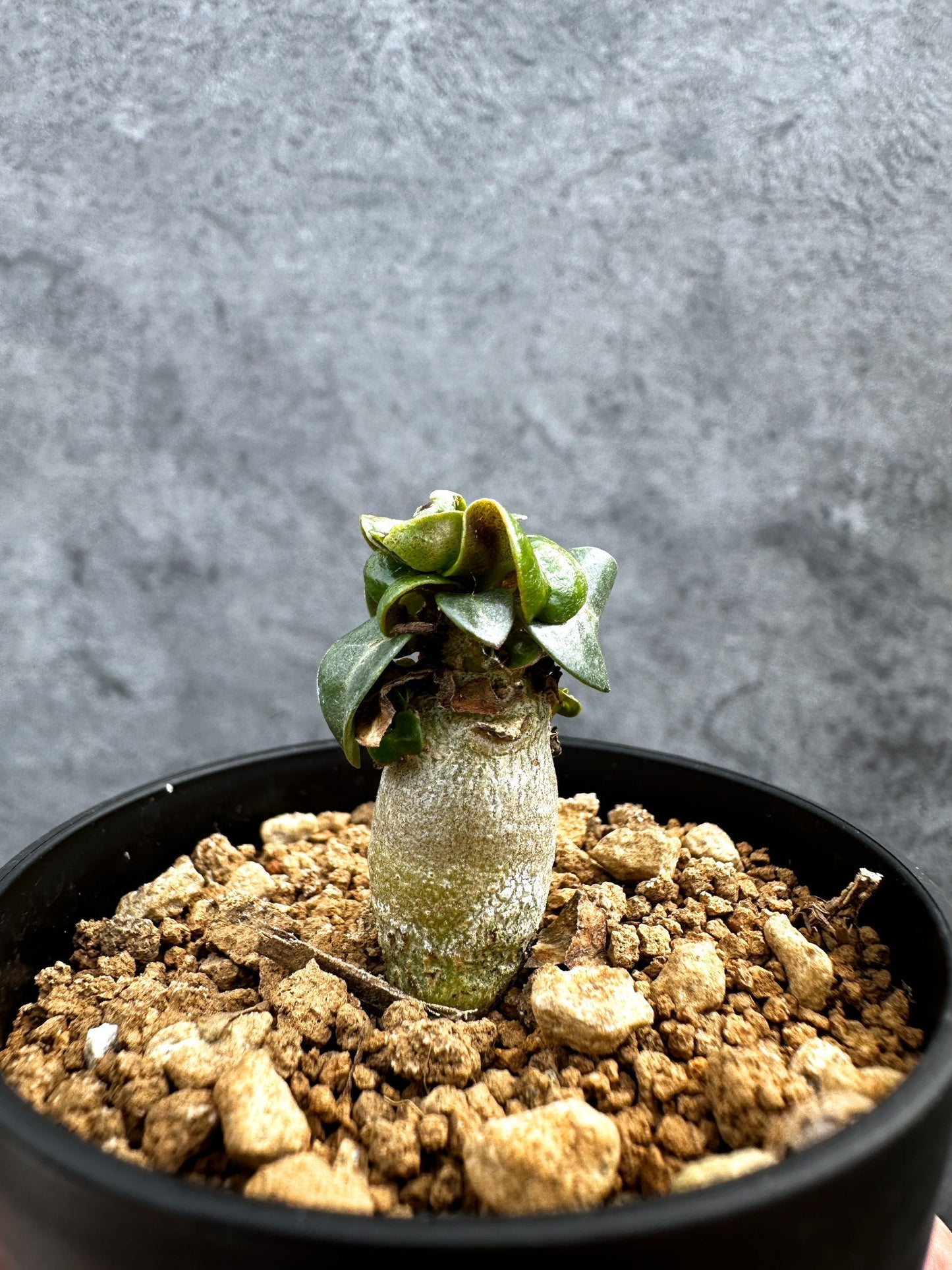 【現品限り】アデニウム・DHA 獅子葉 葉巻 美肌【D10】 Adenium DHA