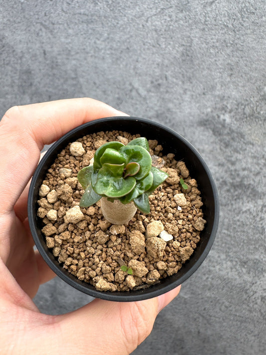 【現品限り】アデニウム・DHA 獅子葉 葉巻 美肌【D11】 Adenium DHA